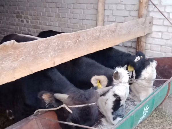 Bull, Alatau breed — Kyrgyzstan