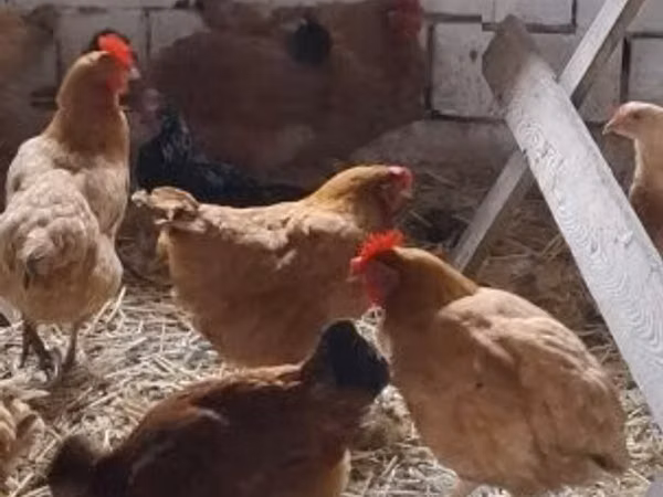 Chickens