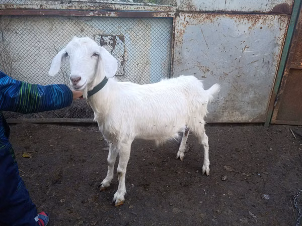 Goat, Nubian Goat — Moldova