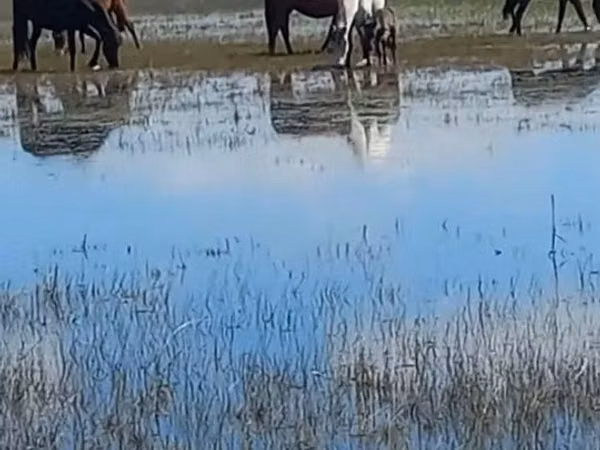 Mare, Horse breed — Kazakhstan