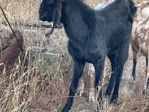 Koza, Beetal goats
