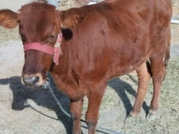 ላም, Cattle — ኡዝቤኪስታን