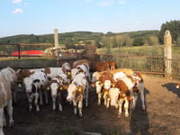 Dibi, Simmental cattle — sawirka 1