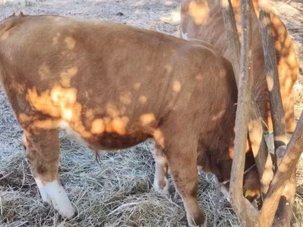 Bull, Hungarian Grey breed — Hungary