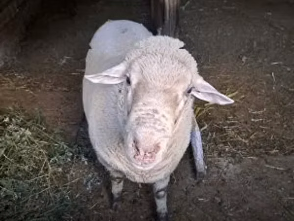 Bélier, Merino sheep