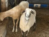 Biri-biri betina, Sheep — foto 2