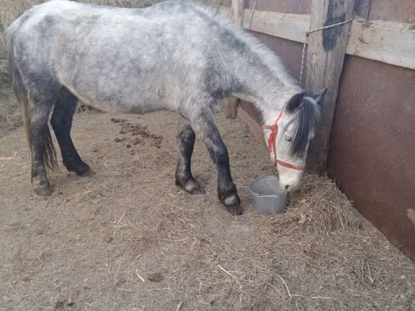 Mare, Horses — Kazakhstan