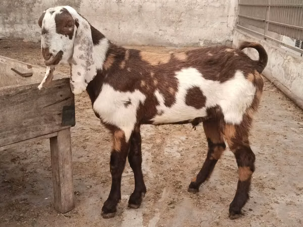 Goats (batch, sex not specified), Goats — Pakistan
