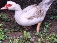 Ducks — zdjęcie 4