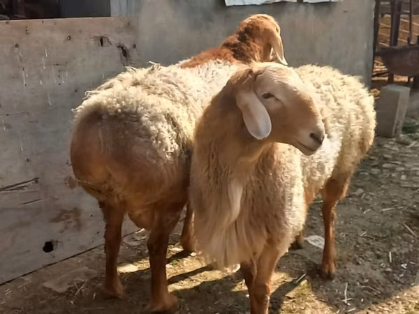 Ram, Sheep — Uzbekistan