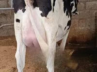 गाय, गोलस्टीन नस्ल — फ़ोटो 1