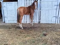 Кобила, Dutch warmblood horse — снимка 4