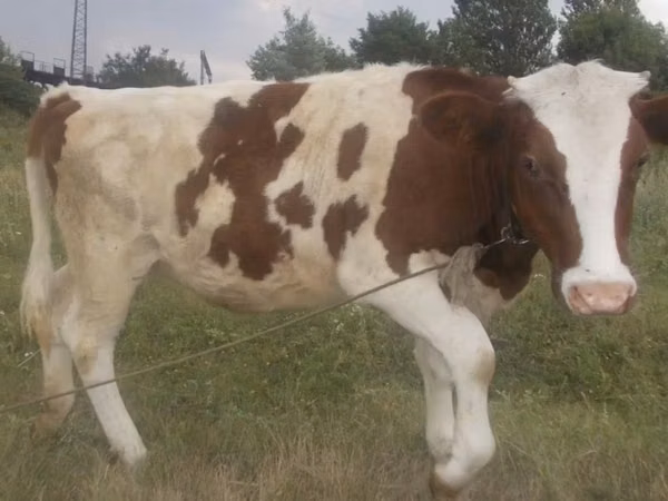 Cow, Swiss cattle — Kazakhstan