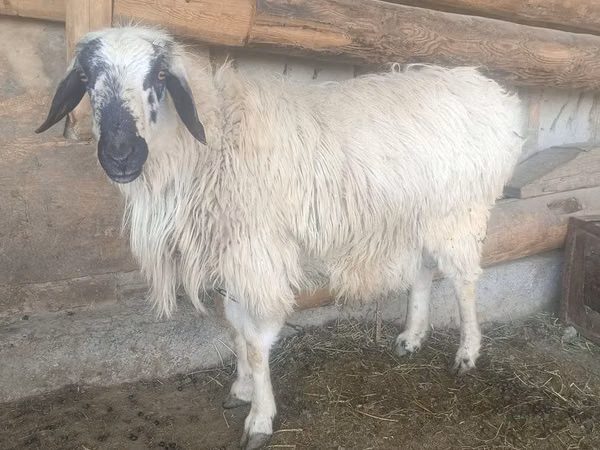 Ram, Sheep — Uzbekistan
