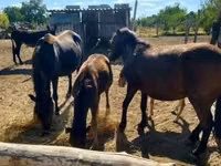 Mare, Horses — photo 4