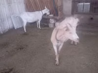 Goat, Goats — photo 2