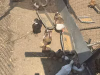 Ducks — sawirka 1