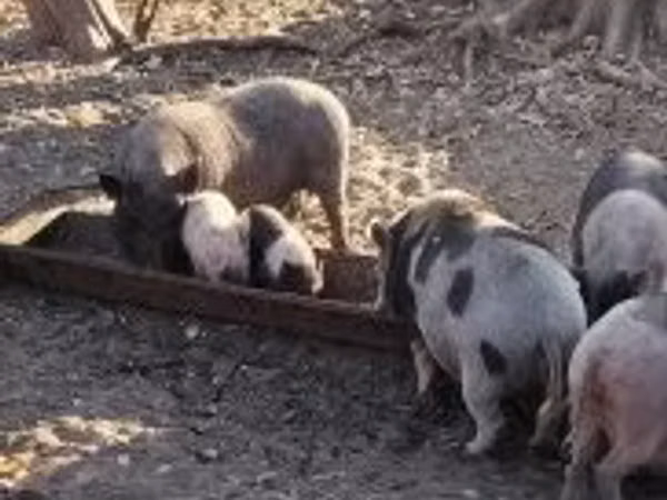Sow, Pigs