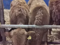 Bull, Cattle — photo 1