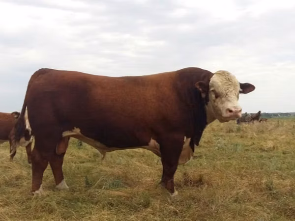 Bull, Hereford — Russia