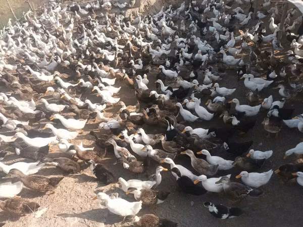 Ducks