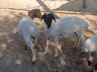 قوچ, گوسفند — عکس 5