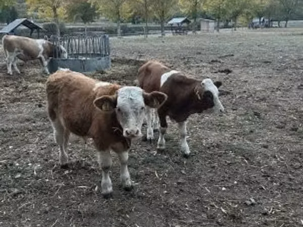公牛, Simmental cattle — 匈牙利