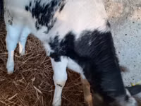 Cow, Cattle — photo 1