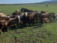 Ram, Sheep — photo 3