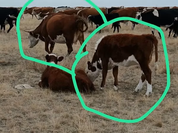 गाय, Simmental cattle — कज़ाखस्तान