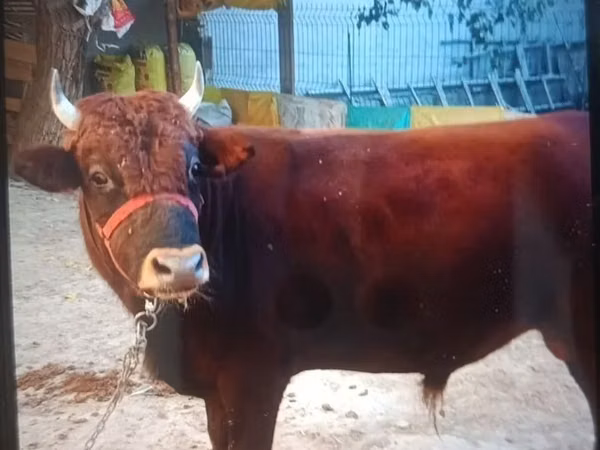 Toro, Bovini