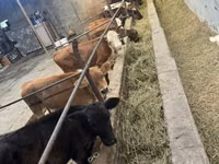 Krava, Swiss cattle — foto 1