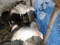 Turkeys — foto 3