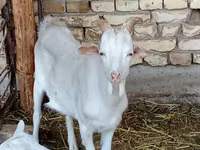 Koza, Kozy — foto 2