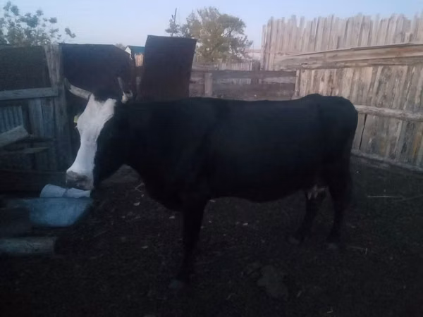 Cow, Cattle — Kazakhstan