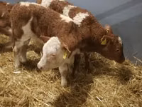 Bydło (partia, płeć nieokreślona), Simmental cattle — zdjęcie 5