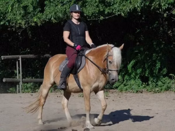 Mare, Haflinger — Hungary