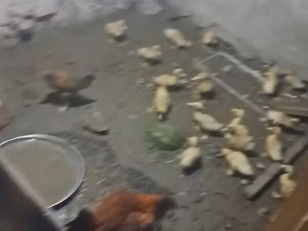 Ducks — 阿塞拜疆