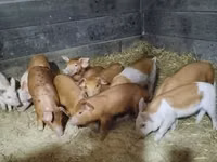Pigs (batch, sex not specified) — photo 1