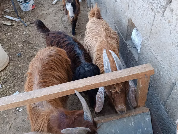 Goat, Goats — Uzbekistan