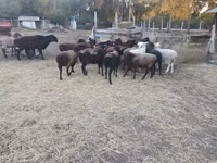 በጎች (ቡድን፣ ጾታ አልተጠቀሰም), Sheep — ፎቶ 1