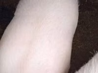 Boar, Pigs — photo 1