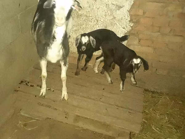 Cabra, Cabras — Cazaquistão