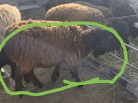 Ram, Sheep — photo 2
