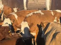 Bò cái, Simmental cattle — ảnh 2