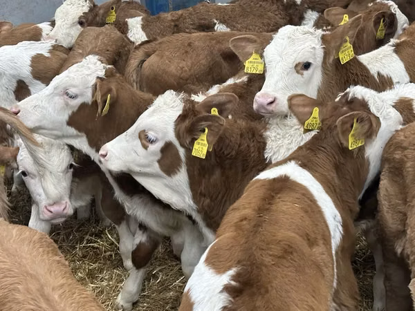 ԽՍԿ (խումբ, սեռը նշված չէ), Simmental cattle