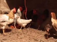 Chickens — photo 4