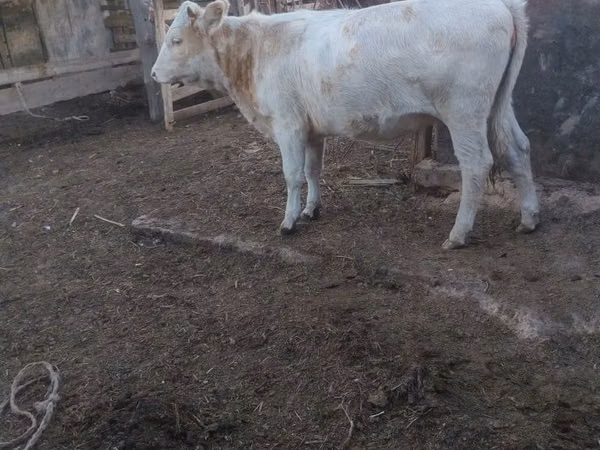 Vacă, Bovine — Kazahstan