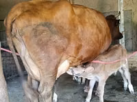 गाय, Red Estonian cattle — फ़ोटो 5