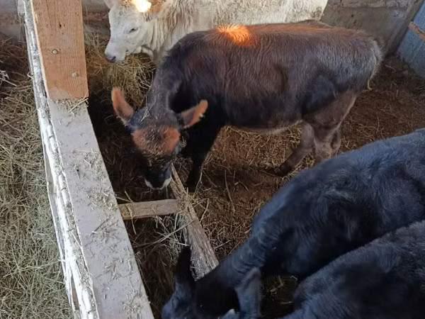 Banteng, Cattle